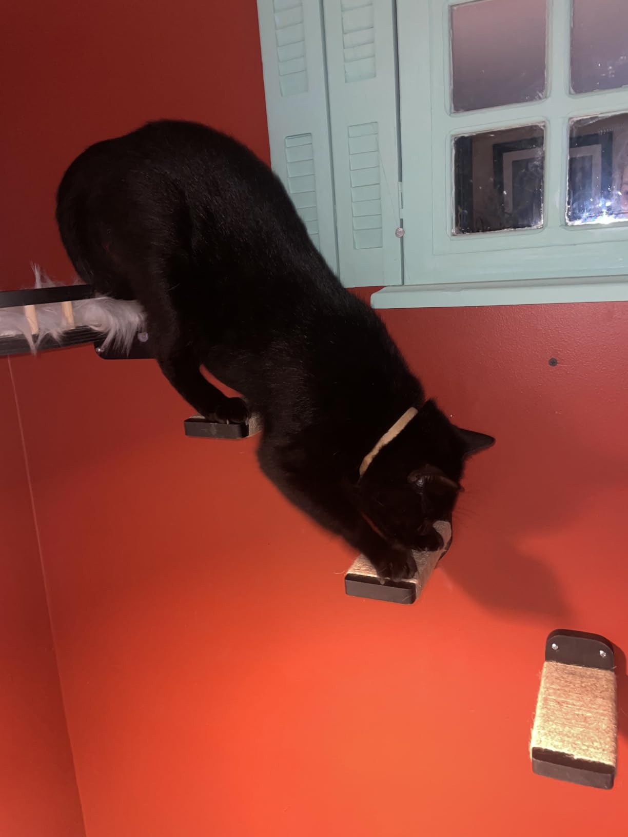 Cat Wall Shelves - 3 Steps Scratch Post & Hammock Bed with Plush Cover, Climbing Shelf for Indoor Cats (Wood) customer photo 1