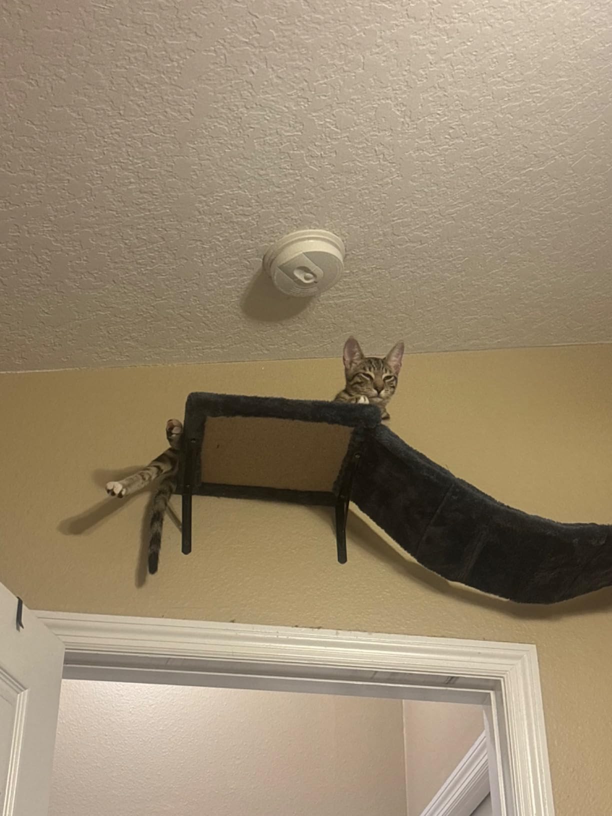 Cat Wall Shelves, Space-Saving Wood Cat Wall Furniture for Indoor Cats customer photo 1