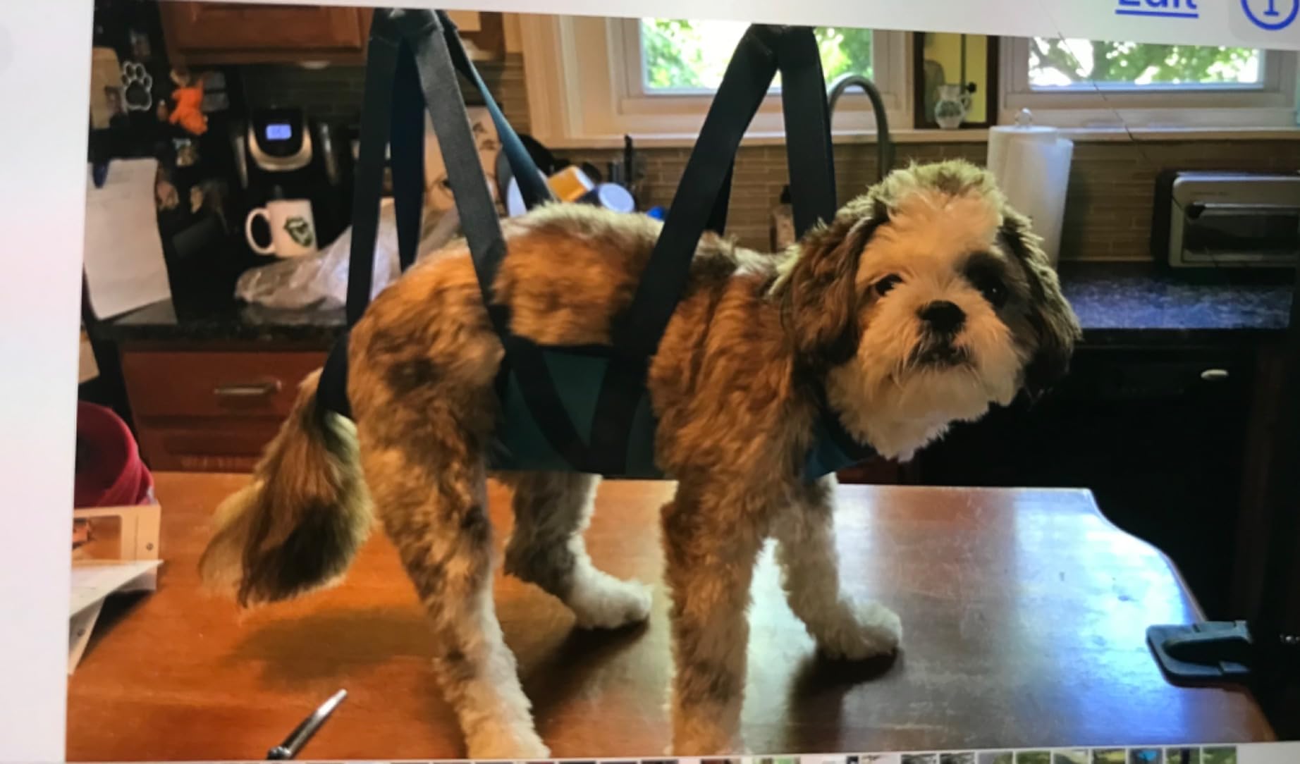 Dog Grooming Table Arm, 35-Inch Adjustable Clamp with Hammock customer photo 2