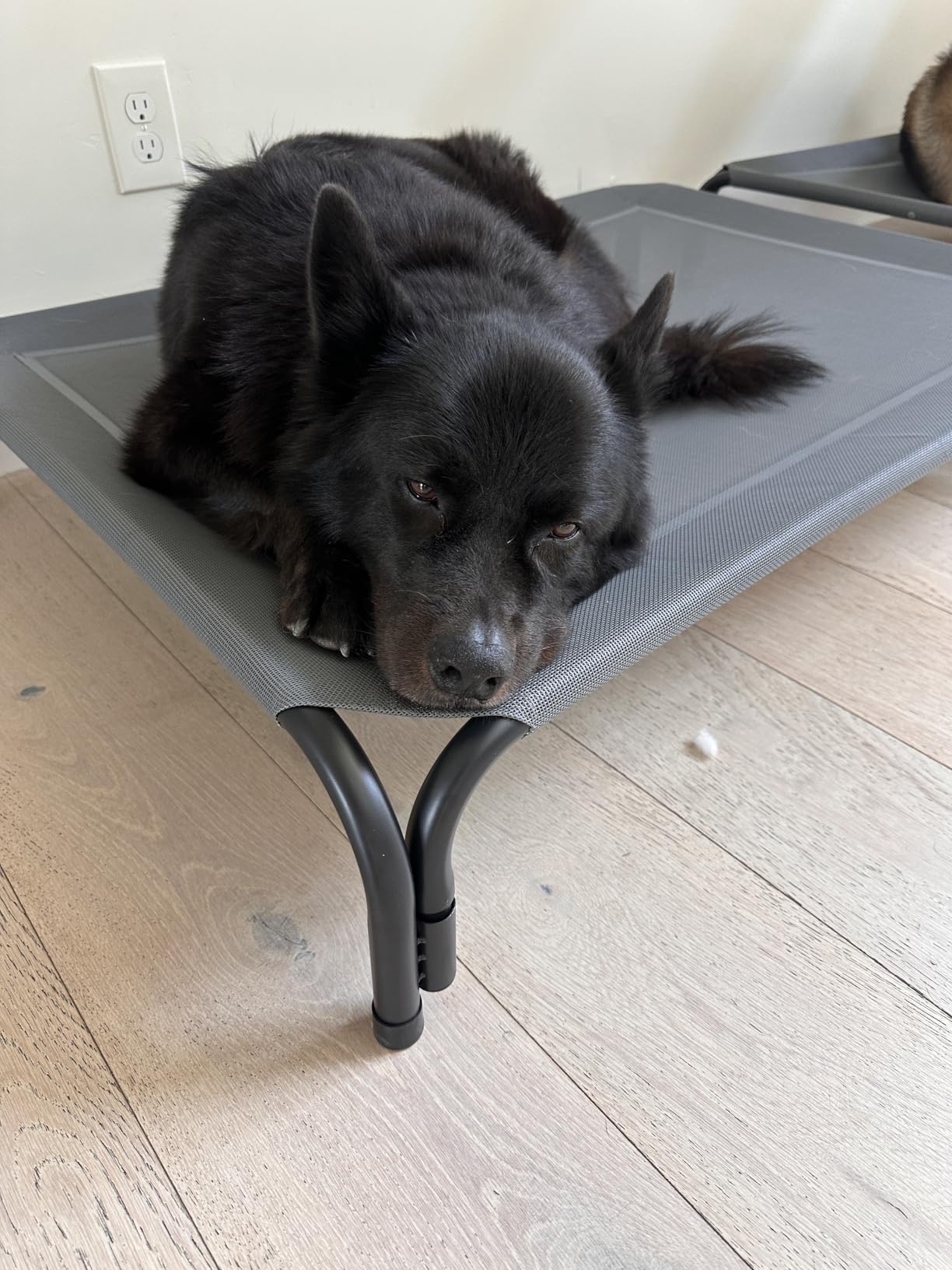 Elevated Dog Bed Raised Outdoor Dog Cot for Large Dogs, Installation Requires No Tools, Frame with Washable Cooling Breathable Mesh Anti-Slip Feet, Indoor Pet Bed, Black, 43.3 Inches customer photo 2