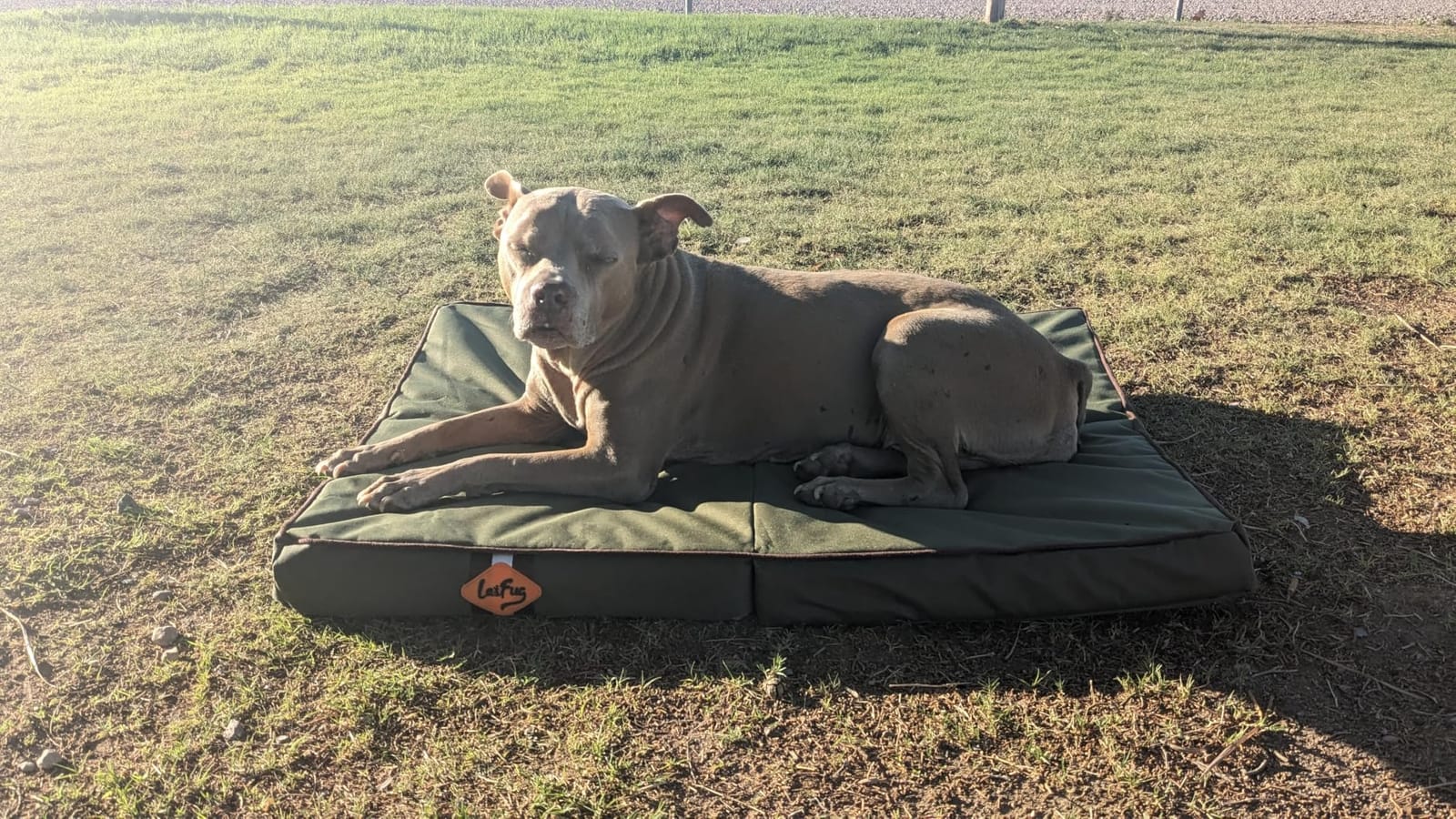 Laifug Outdoor Foldable Waterproof Dog Bed,Army Green,(44''x32''x3.5'') customer photo 1