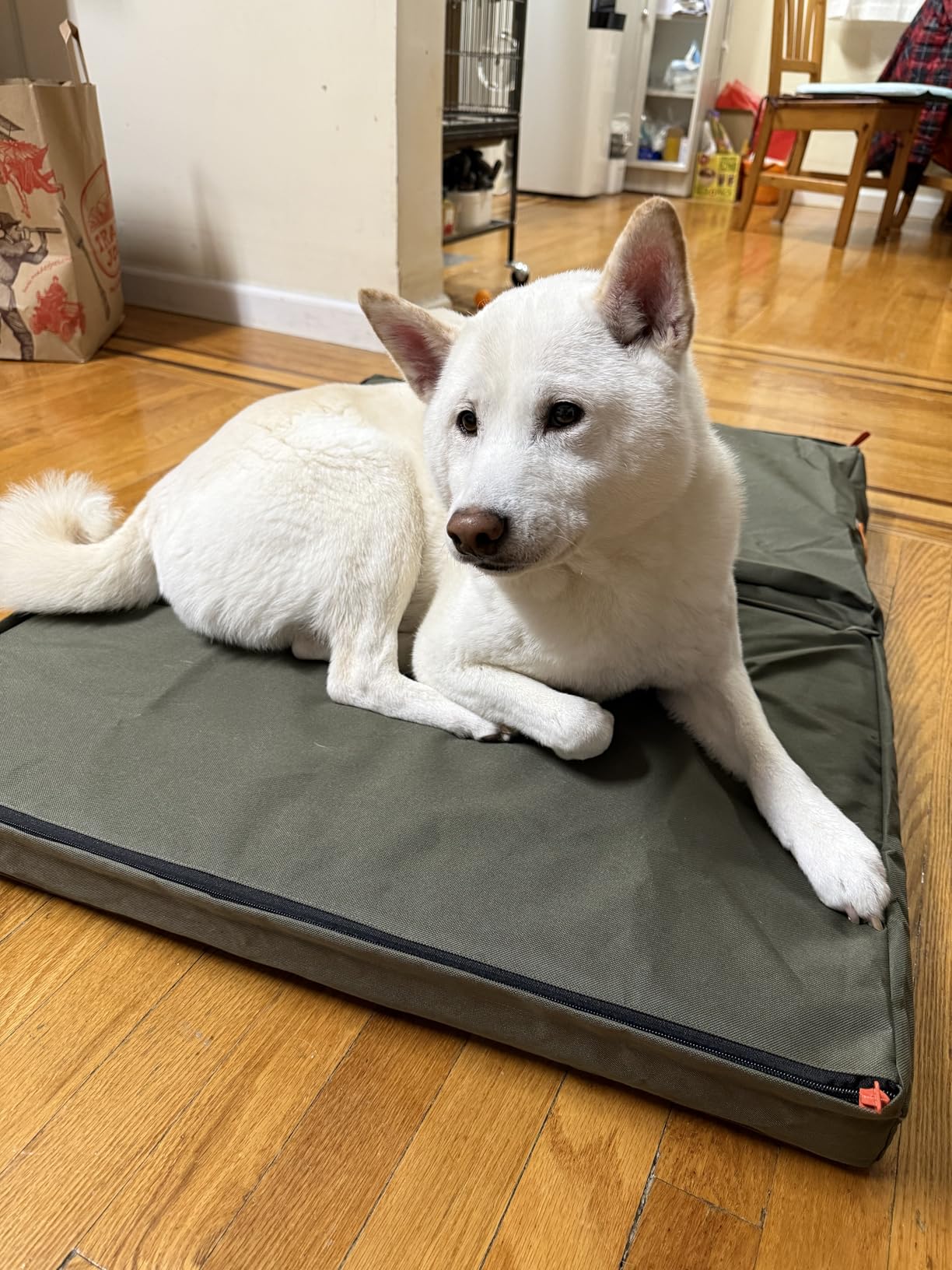 Laifug Outdoor Foldable Waterproof Dog Bed,Army Green,(44''x32''x3.5'') customer photo 2