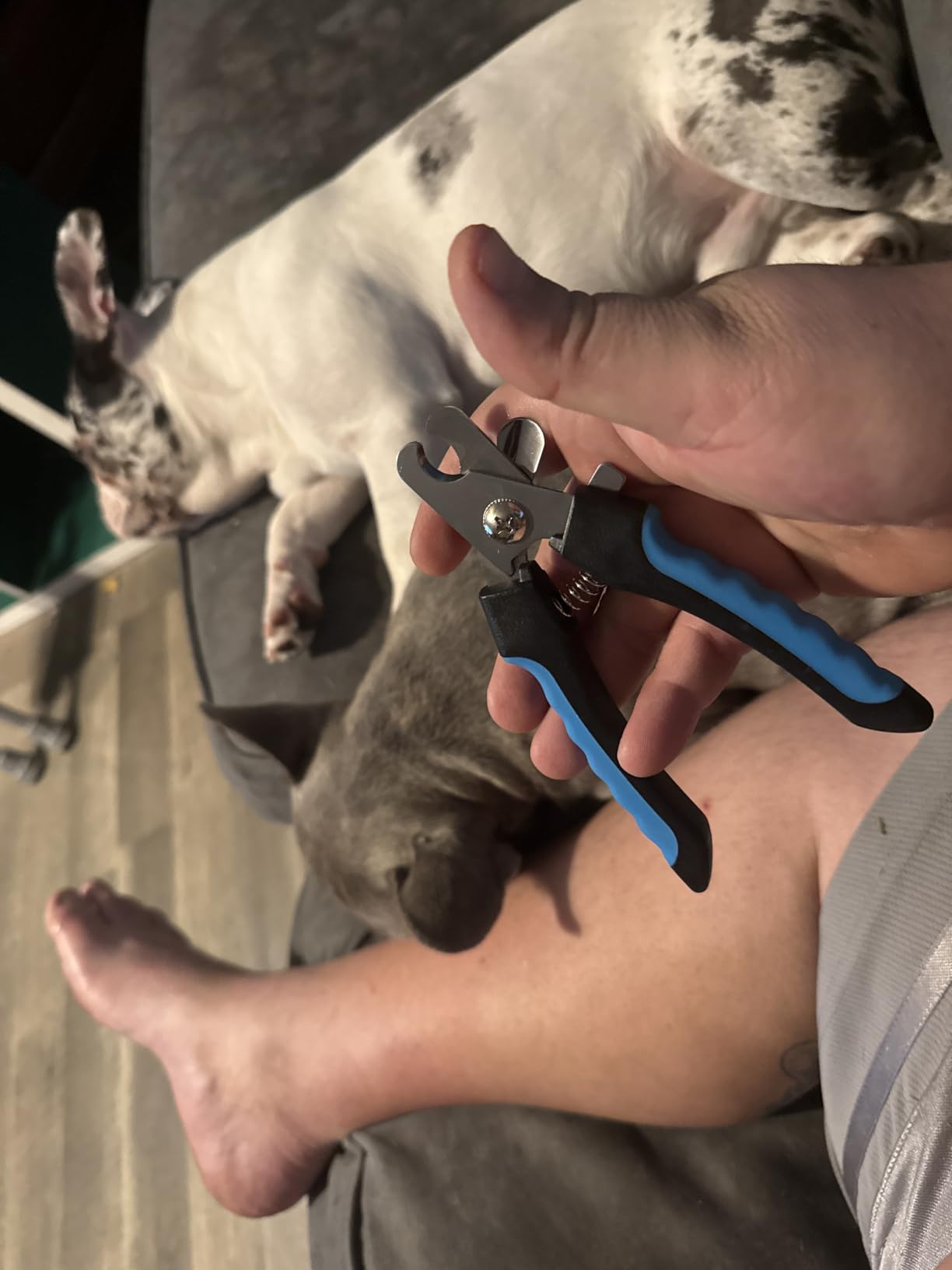 Dog Nail Grinder, Dog Nail Trimmers, and Clippers Kit with 2 LED Lights. Super Quiet Electric Pet Nail Grinder, Rechargeable, for Small, Medium, and Large Dogs & Cats, 2 Diamond Grinding Wheels. customer photo 1