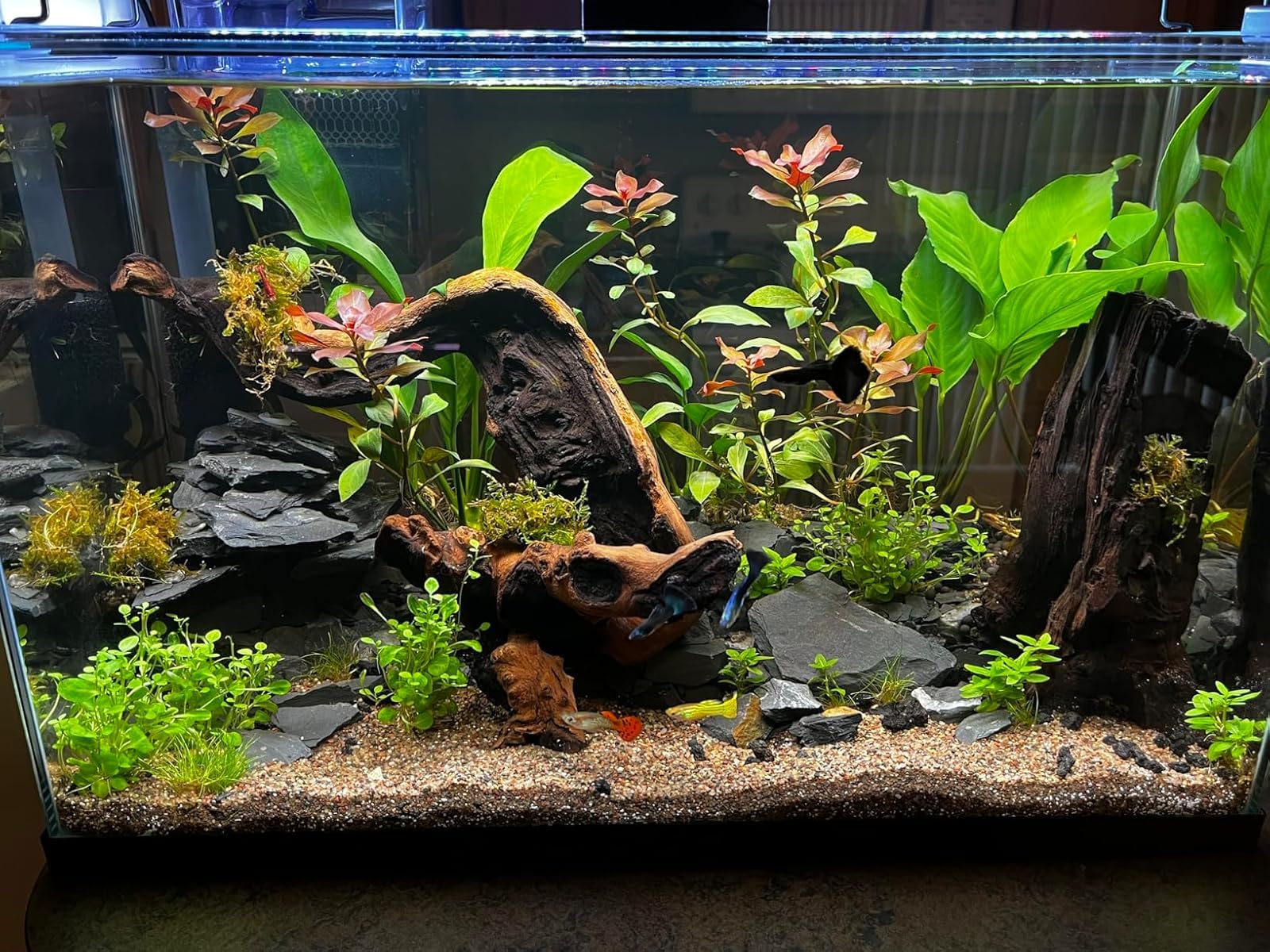 SEAOURA Aquarium Planted Light with 24/7 Timer for 48-54in Fish Tank customer photo 1