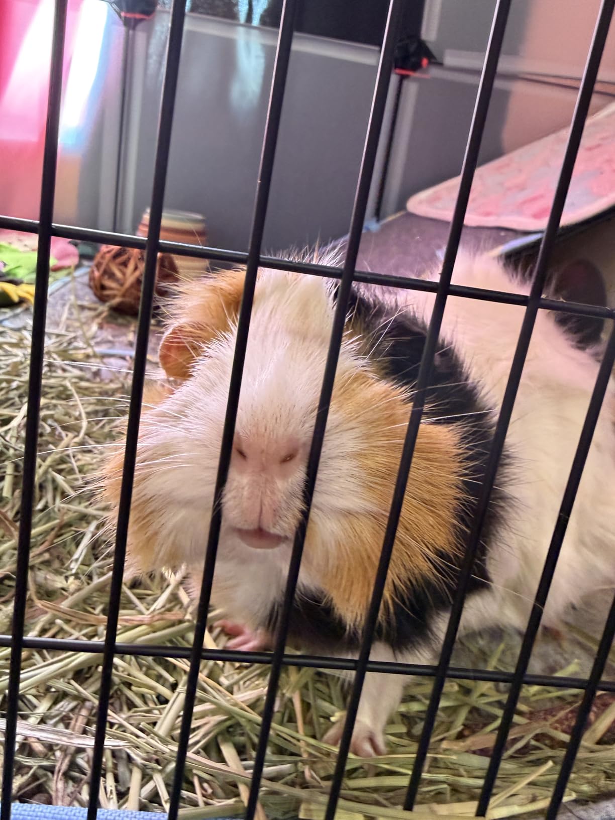 Guinea Pig Cages with Tarp and Bedding Pee Pad Liner, 2-Story Large Guinea Pig Playpen C&C Loft Cage for 2 Rabbit Bunny Chinchilla Small Animal Habitat for Indoor customer photo 2