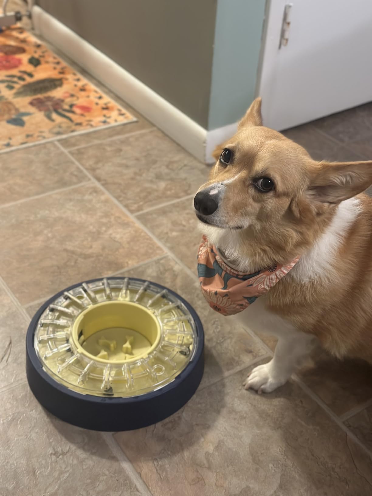 KADTC Adjustable 5-60 Min Slow Feeder Dog Bowl & Puzzle Feeder Anti-Gulping customer photo 1