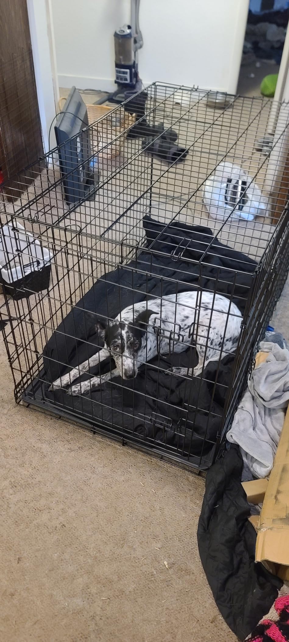 BestPet | Dog Crate | 18