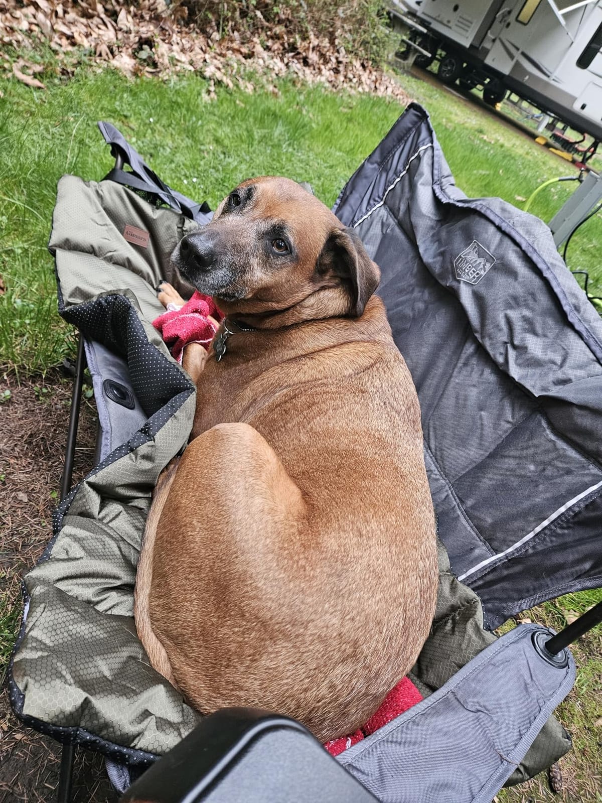 Gimars Upgraded Thickened Travel Dog Bed with Waterproof Film, Easy to Roll Up with Buckle, Large Outdoor Pet Bed for Medium & Large Dog, Portable, Washable Bed Mat for Camping,Traveling customer photo 2