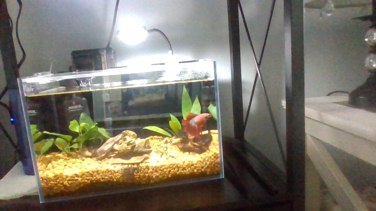 Betta Fish Tank kit,Small Nano Glass Fish Tank Start Kit with Filter,LED Light for Shrimp,Small Fish,Betta (1.5 Gallon) customer photo 1