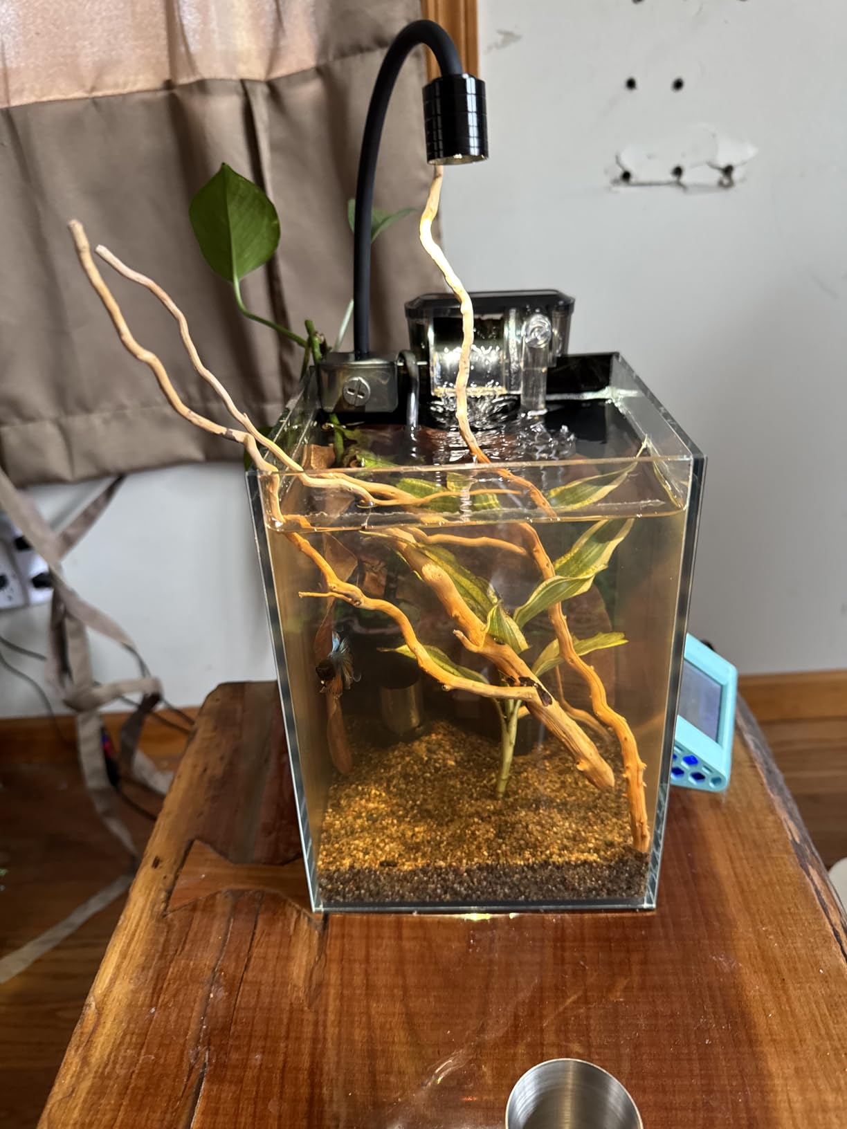 Betta Fish Tank kit,Small Nano Glass Fish Tank Start Kit with Filter,LED Light for Shrimp,Small Fish,Betta (1.5 Gallon) customer photo 2