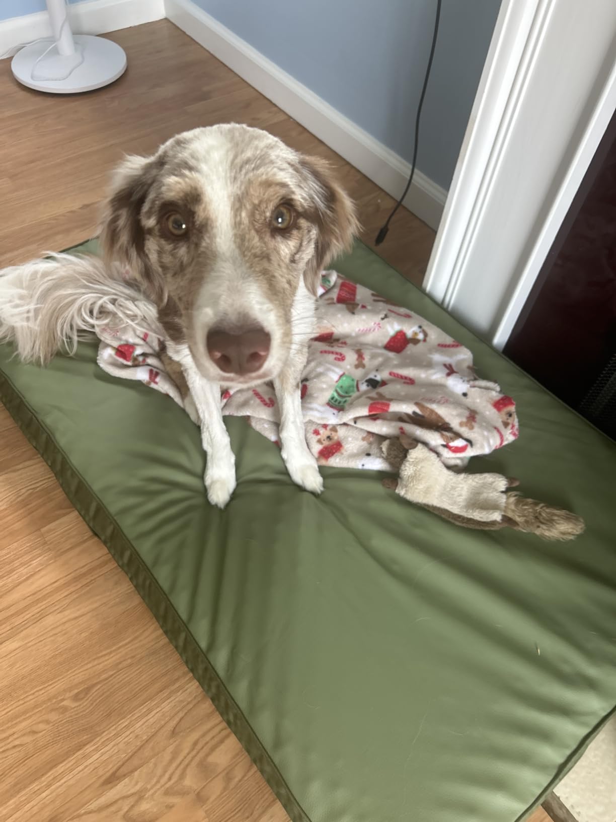 Waterproof XL Dog Bed Outdoor Large Crate Pad 42