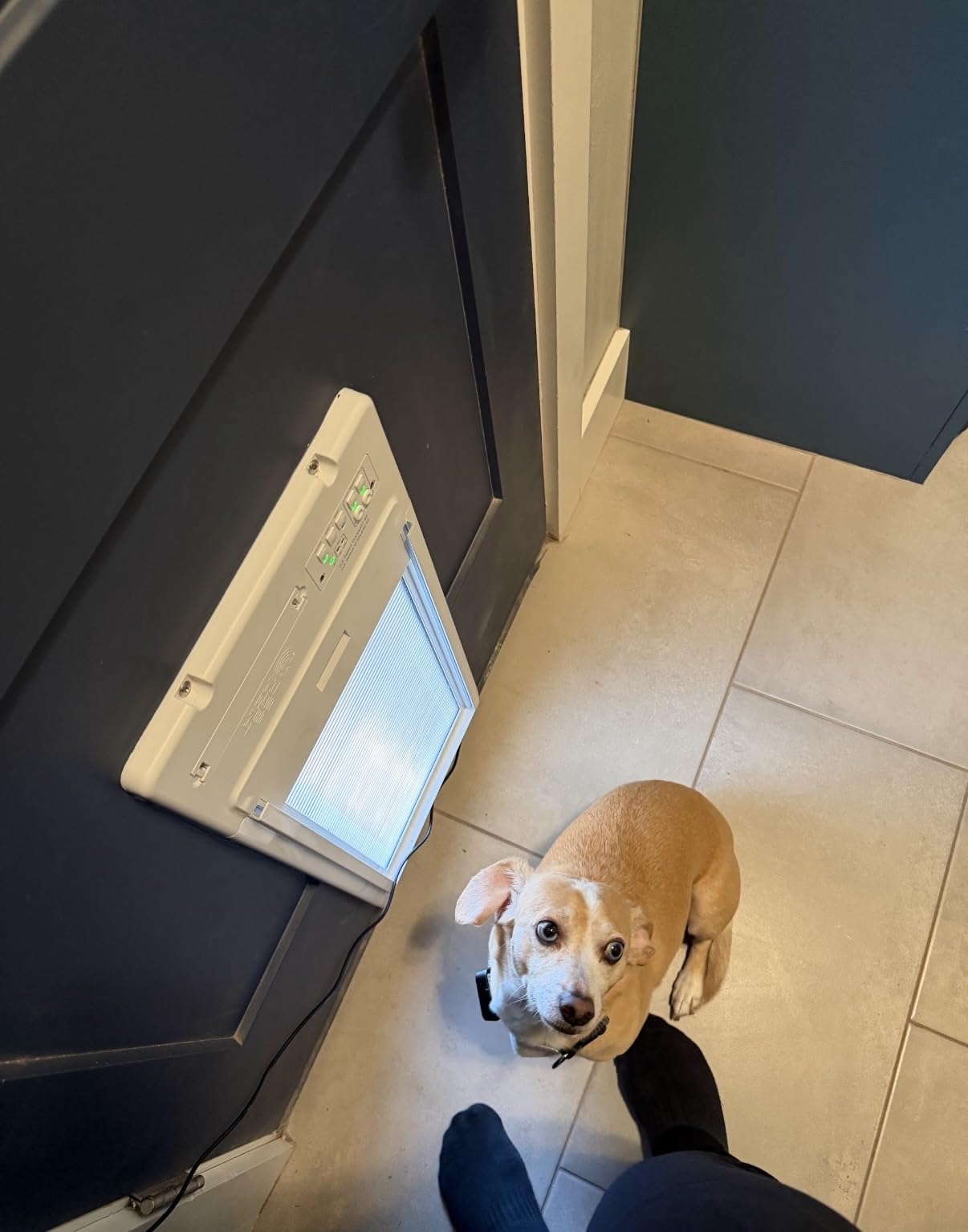 Power Pet Smart Roll Up Automatic Dog Door, WiFi (Large, Door Mount) customer photo 1