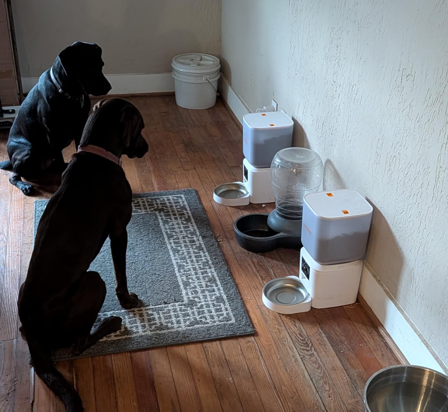 Automatic Cat Feeder for 2 Cats - 8L/34 Cups Dual Automatic Dog Feeder with Dog Food Dispenser for 2-18mm Dry Food, Timed Cat Food Dispenser, Up to 50 Portions 6 Meals Per Day, 10s Voice, Keep Fresh customer photo 2