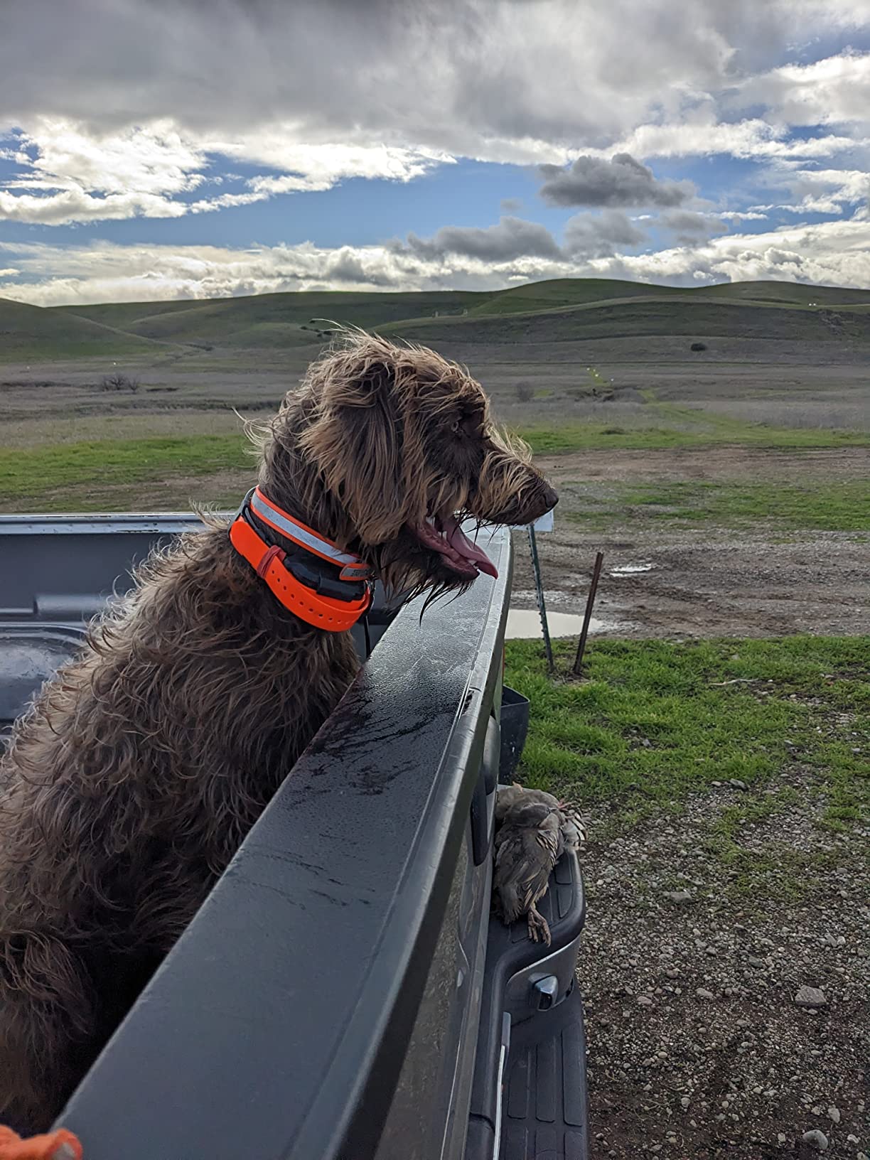 Dogtra PATHFINDER2 Compass Live GPS Dog Tracking & Training System - 9-Mile Range E-Collar Handheld with No Subscription, Offline Maps, GPS Fence, Expandable up to 21 Dogs, for Dogs 35+ lbs customer photo 1