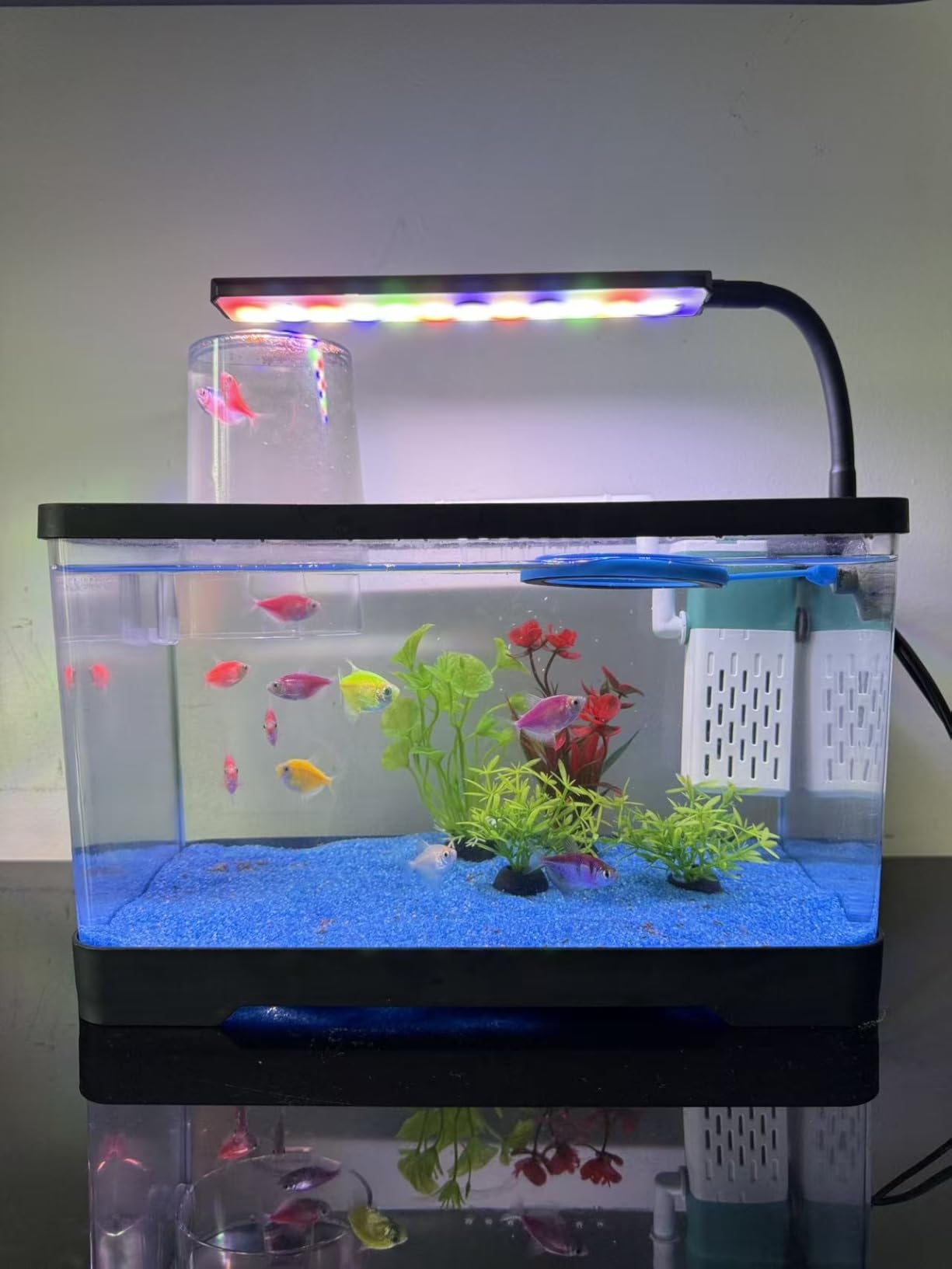 1.5 Gallon Betta Fish Tank Kit, Small Aquarium Starter Kit with Quiet Filter, LED Light & Decorations, Crystal Clear Acrylic Nano Desktop Aquarium for Shrimp, Guppy, Office Home Decor customer photo 1
