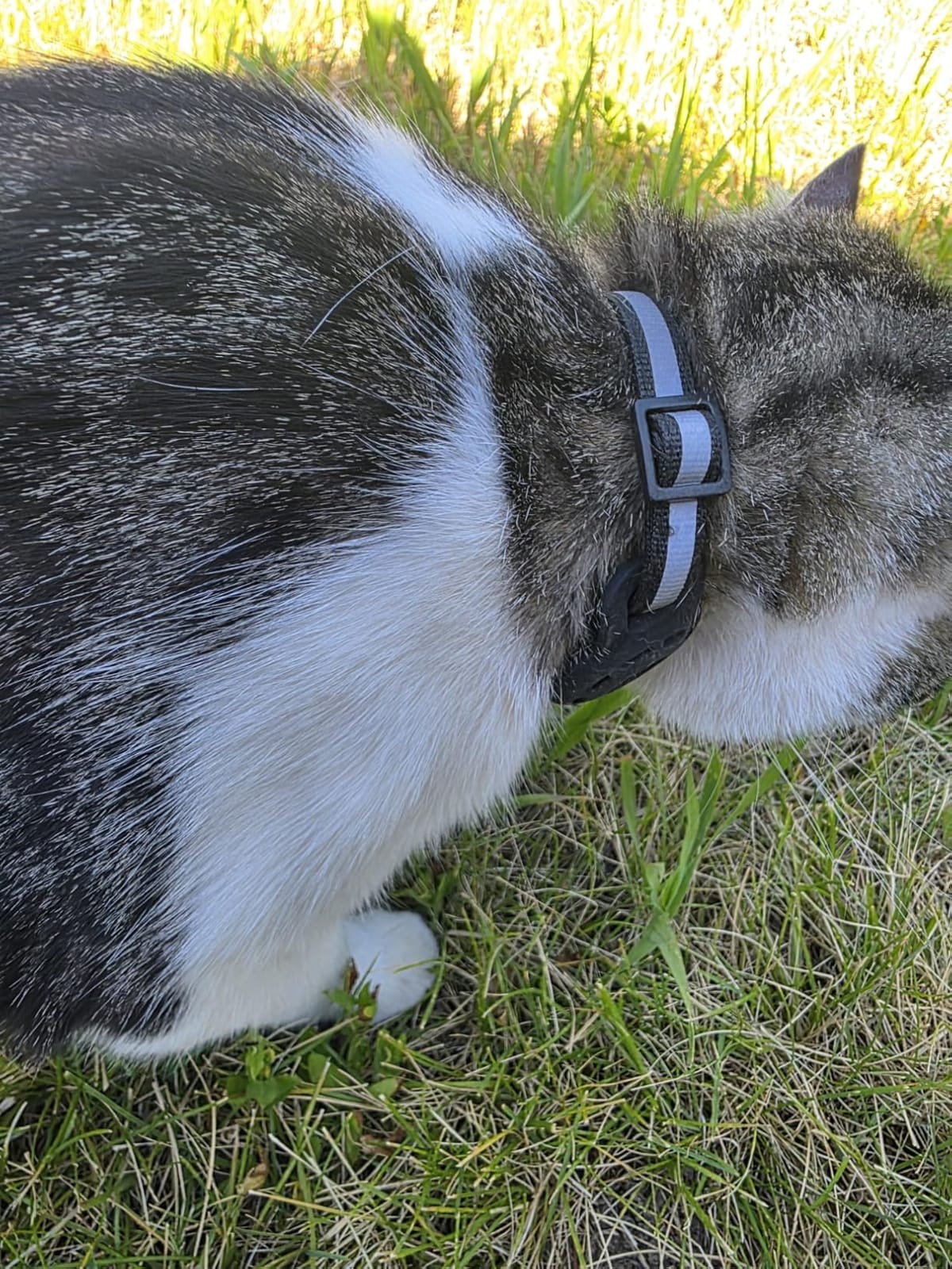 Cat Tracker GPS for Android, Pet GPS Tracker Collar for Cats No Subscription, IP67 Waterproof Cat Collar with Tracker Compatible with Google Find Hub – Replaceable 1-Year Battery, Android Only (Black) customer photo 1
