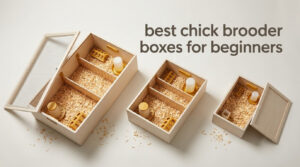 best chick brooder boxes for beginners